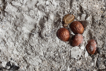 A close-up view of a group of loquat and custard apple fruit tree seeds surrounded by ash, creating an abstract and organic still-life composition with a textured background and plenty of copy space.