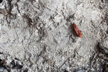 A cayenne chili pepper isolated on an ash background with copy space. Conceptual textured abstract design.