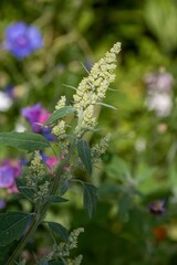 chenopodium album plant also known as white goosefoot with colourful wildflowers blurred in the background
