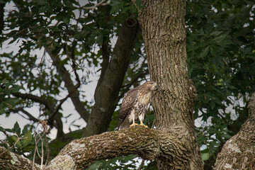 Red tailed hawk watches it's prey from a tree branch