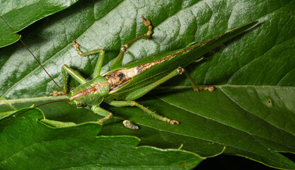 Obraz premium Green grasshopper on a leaf in close-up. Tettigonia viridissima, a large insect that lives in a meadow.