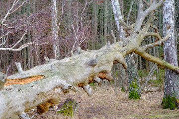 A big old tree withered and fallen in the forest. A very large old pine tree