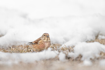 The common linnet male looking for food on ground (Linaria cannabina)