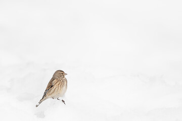 On snow, the common linnet female (Linaria cannabina)