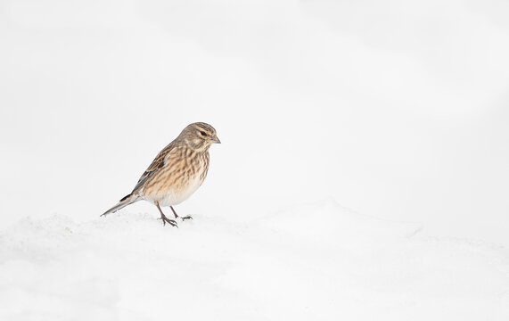 Common linnet female on snow (Linaria cannabina)