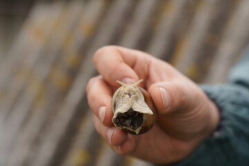 The snail crawls on the hand. Cosmetic product made from snail mucin. Rejuvenation. Snail therapy. Ecological snail farm. Selective focus