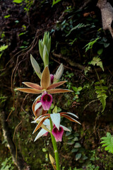Beautiful flowers in the garden