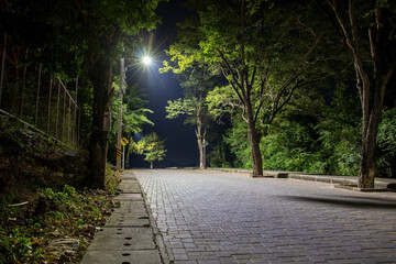 street with green trees and brick road at night
