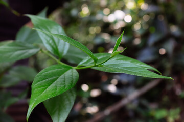 green flower leaves in the garden, sepalika leaf