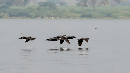 The great cormorant (Phalacrocorax carbo)