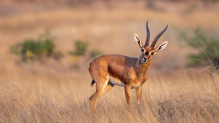 The chinkara (Gazella bennettii)