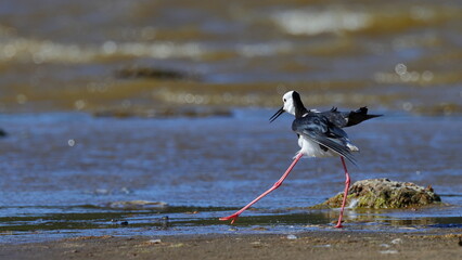 A pied stilt or white-headed stilt (Himantopus leucocephalus) is moving in the strong wind, at Tomahawk Lagoon in Dunedin, New Zealand.