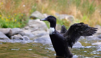 A hybrid domestic duck (Swedish Blue x Mallard) flapping its wings, in the Water of Leith, Dunedin,  New Zealand