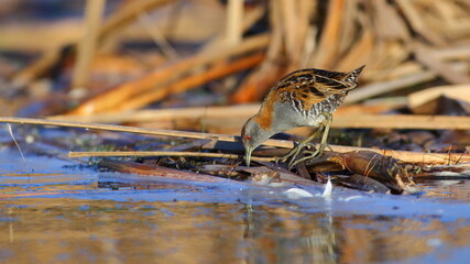 A Marsh crake or Baillon's crake (Porzana pusilla), New Zealand endemic subspecies P. p. affinis is walking (foraging) in the reeds near water, at Tomahawk Lagoon, in Dunedin,  New Zealand