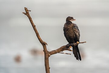 Great Cormorant sitting on a Stick over a lake