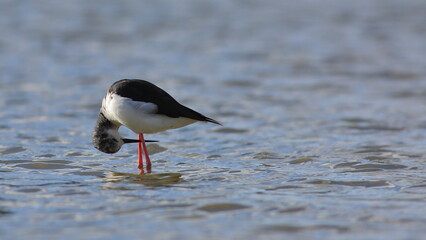 A pied stilt or white-headed stilt (Himantopus leucocephalus) is bending over and looking between its long legs, at Tomahawk Lagoon in Dunedin, New Zealand.