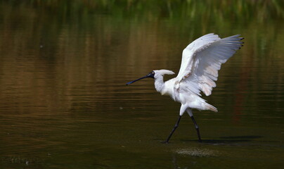 A royal spoonbill (Platalea regia) is spreading wings with water background, in Otago, New Zealand