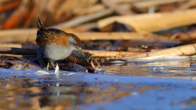 A Marsh crake or Baillon's crake (Porzana pusilla), New Zealand endemic subspecies P. p. affinis is walking (foraging) in the reeds near water, at Tomahawk Lagoon, in Dunedin,  New Zealand