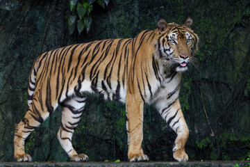 Plakat Close up Indochinese tiger is beautiful animal and dangerous in forest