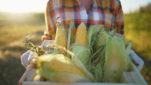 Close up in hands of farmer carries basket with fresh harvest of corn cobs with leaves and peel. Agronomist walks through field in sunshine. Agribusiness and agricultural food industry. Harvesting.