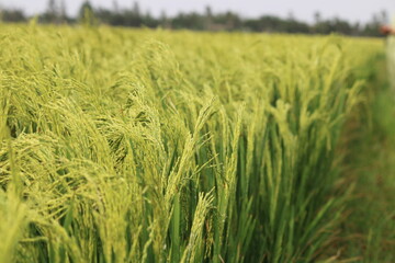 green wheat field in summer