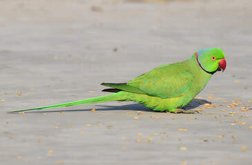 A Beautiful Bird Captivating Rose-Ringed Parakeet in Full Plumage, Green Parrot, Beautiful Parrot, Cute Parrot with Green Feathers and Red Beak