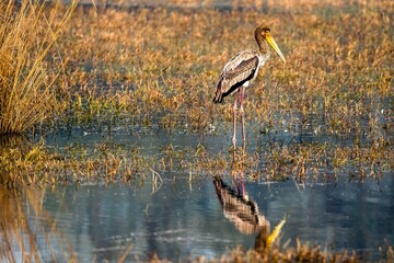 Painted Stork and its reflection on a lake water