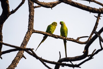 A pair of parakeets making love