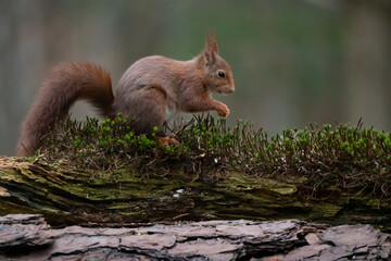 squirrel in the park