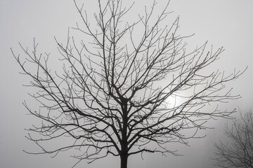 Baumkrone eines kahlen Baumes im Nebel, Schweiz