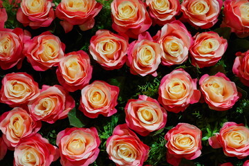 It is full of beautiful colored roses