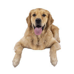 One year old young Golden Retriever dog, laying down face to camera on an edge. Tongue out panting. Isolated cutout on a transparent background.