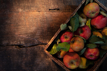 Freshly picked colorful apples in a basket on a wooden table oblique view with text free space