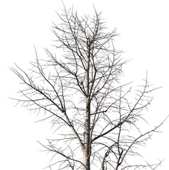 Fototapeta na wymiar winter tree trunk transparent PNG