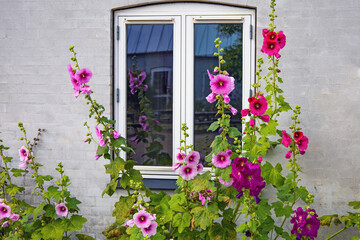 Beautiful colourful hollyhocks Alcea rose flower bloom at the window of the village house. 