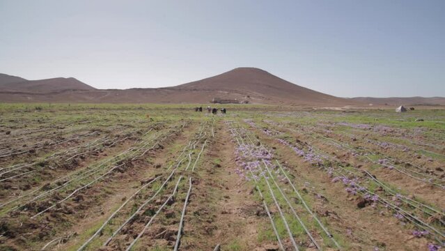 Aerial view of saffron farm in Morocco, agricultural field drone shot