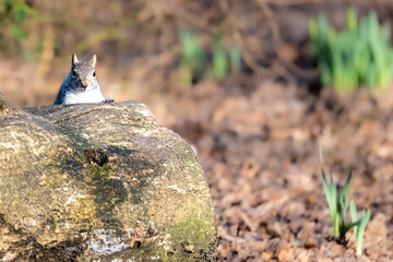 Grey Squirrel (Sciurus carolinensis) hiding behind a rock.