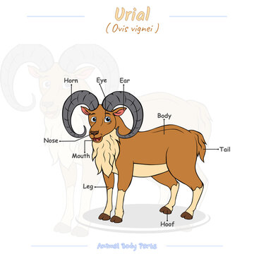 Parts of a urial cartoon