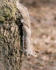 Obraz premium Grey Squirrel (Sciurus carolinensis) on a tree trunk in Golden Acre Park, Leeds.