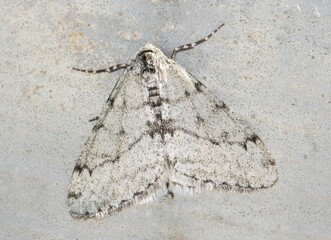 Small Phigalia Moth (Phigalia strigataria) male, displaying camouflage on a section of concrete in Houston, TX. Found in the Eastern USA states.