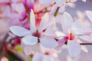 close-up white large magnolia flowers, nature, flowering blossom trees