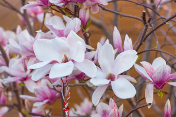 flowering magnolia tree with large white flowers. nature, background, gardening