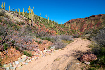 Sand wash with Saguaro Cactus growing on a rocky hillside.