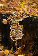 Schmetterlingstramente Baumpilz Pilz an Baumstamm im Herbst 572277515