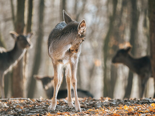 deer in the forest - 572277721