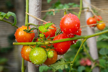 Primo piano di una pianta di pomodorini nell'orto del giardino, natura e giardinaggio