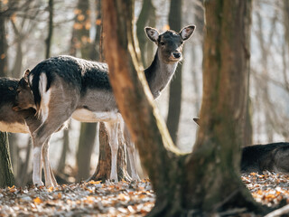 deer in the forest - 572277733