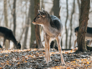 deer in the forest