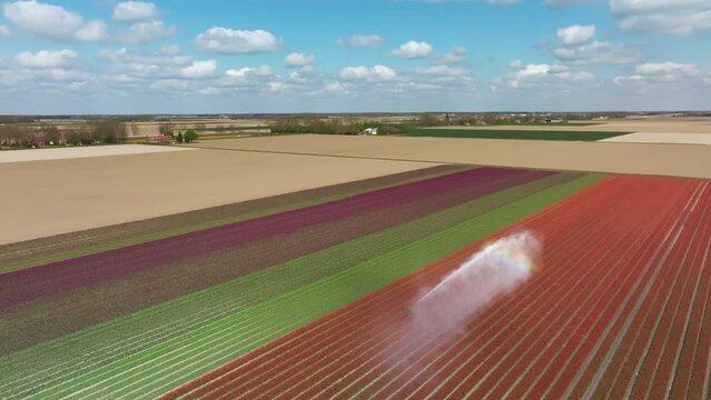 Agricultural crops sprayer in a field of tulips in red and pink growing in a field during a spring day. Drone point of view from above.