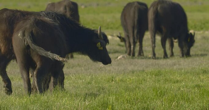 Herd Of Bubalus Bubalis (Water Buffalo) GrazingSlow Motion Image
